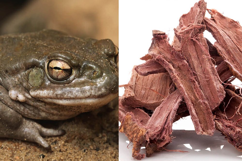 N,N-DMT vs 5-MeO-DMT